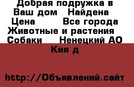 Добрая подружка,в Ваш дом!!!Найдена › Цена ­ 10 - Все города Животные и растения » Собаки   . Ненецкий АО,Кия д.